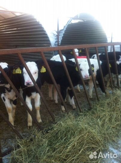 Бычки телята