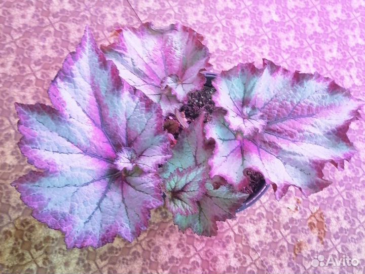 Бегония(лист).Комнатные растения цветы