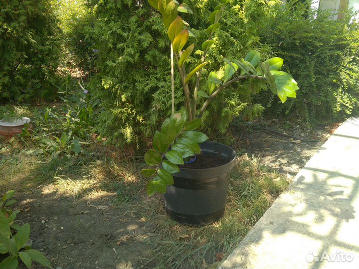 Замиокулькас