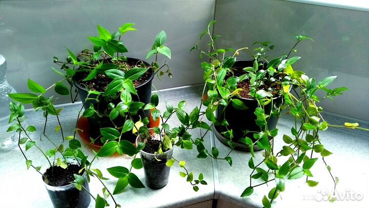 Традесканция два вида