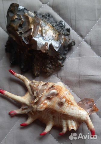 Коралл балянус