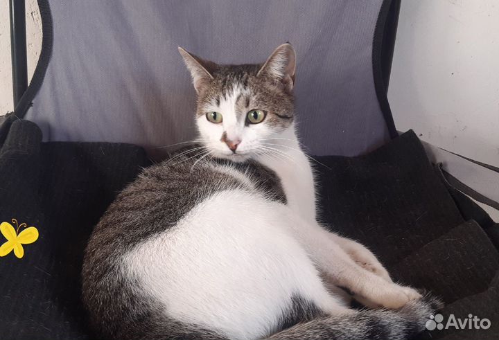 Отдам в добрые руки