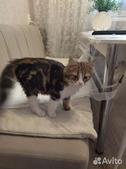 Кошки в добрые руки