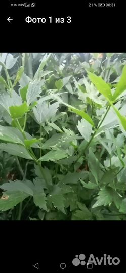 Рассада любистока