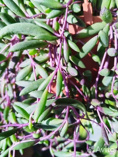 Сенецио Herreianus Purple Flysh