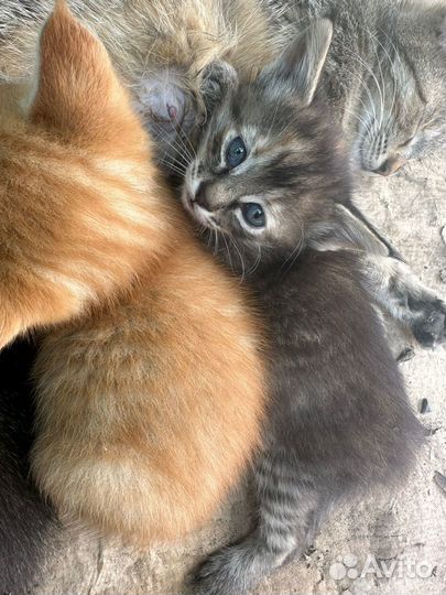 Котенок мальчик