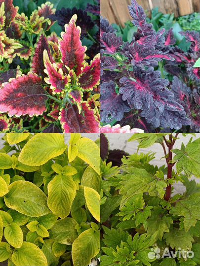 Колеусы вегетативные