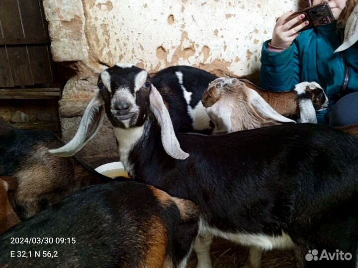 Нубийские козы