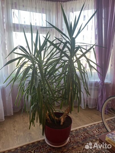 Юкка растение 180 см