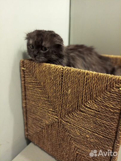 Кошка в добрые руки