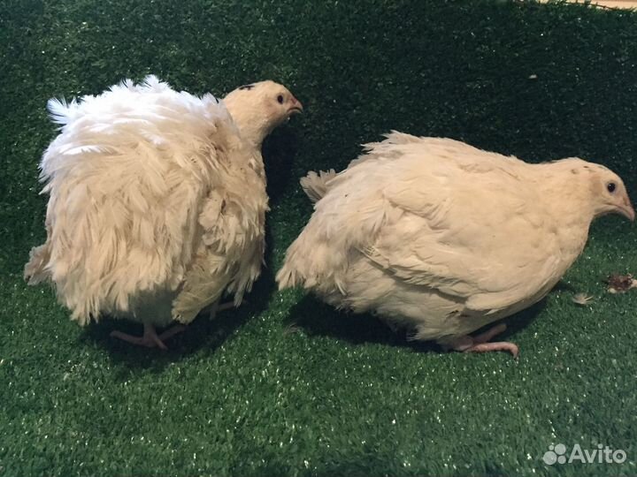 Перепела, яйцо инкубационное