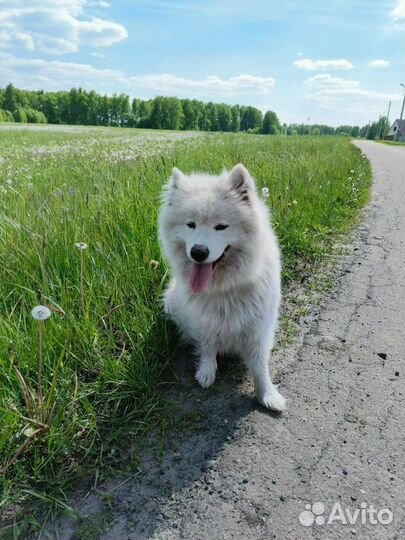 Самоедская лайка щенки