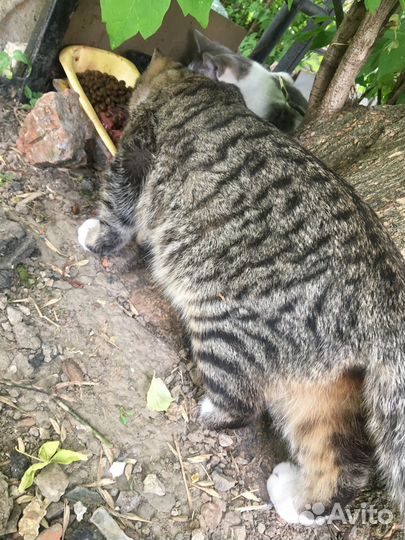 Спасите котика без ступни