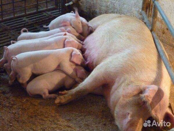 Поросята породистые