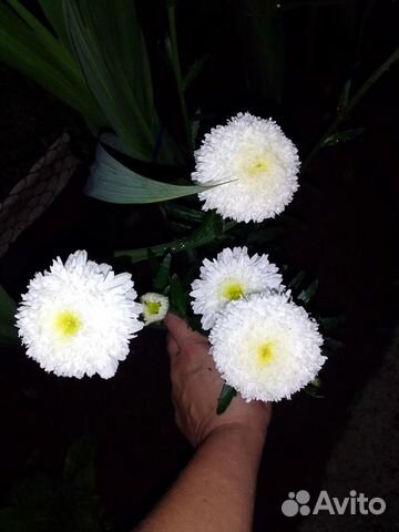 Махровая ромашка неземной красоты