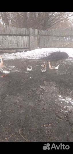 Гусаков и гусынь кубанских