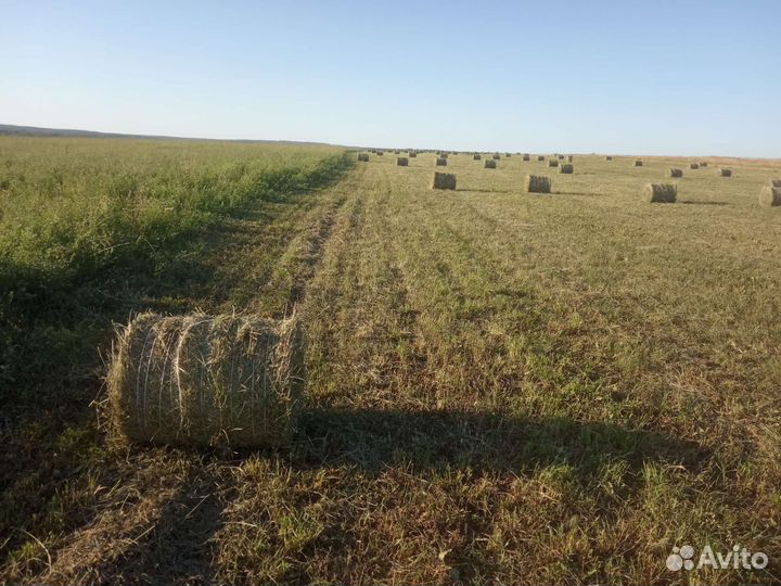 Сено Люцерна в мини рулонах.Есть доставка