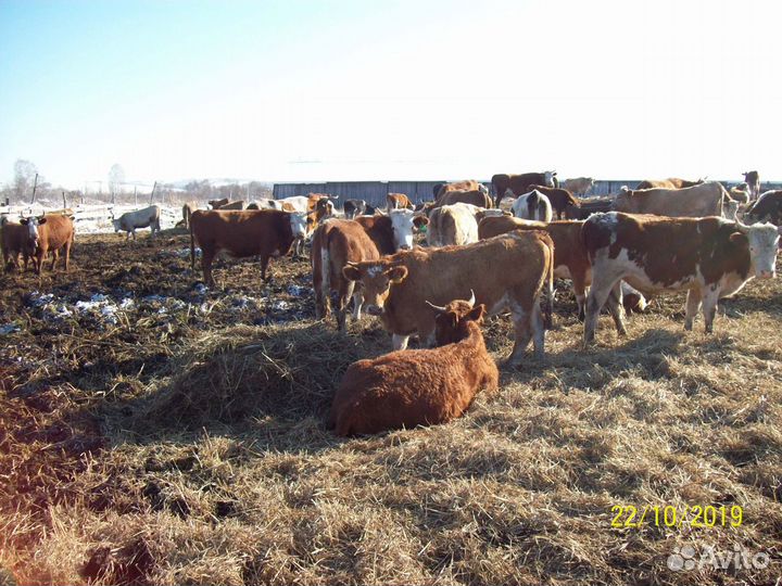 Продам стадо крс помесь симменталов и герефордов