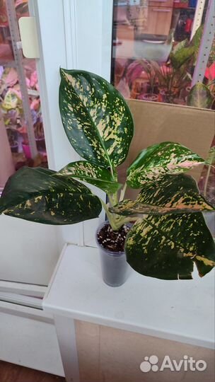 Аглаонема Тай1