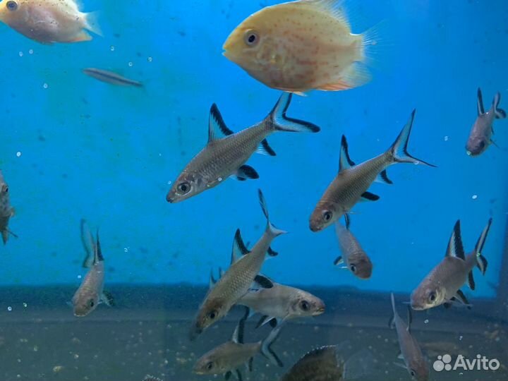 Аквариумные рыбки