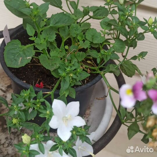 Кампанула Невеста