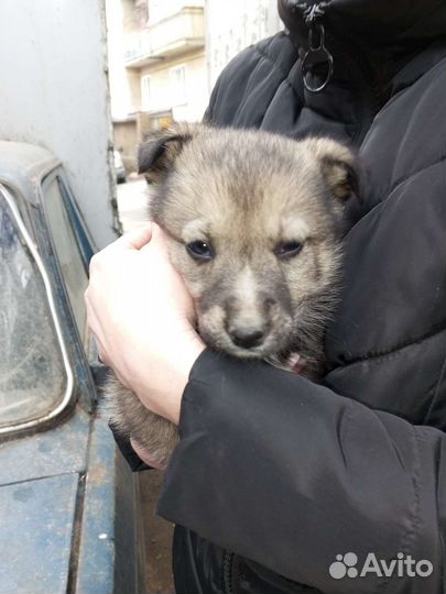 Необычная собака