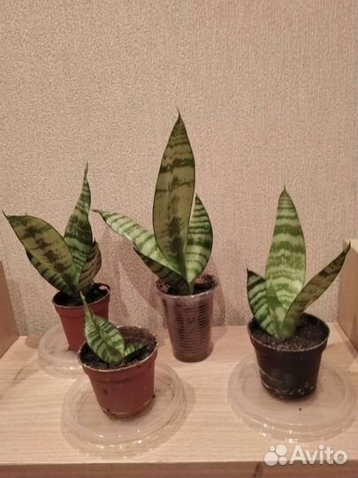 Сансевиерия