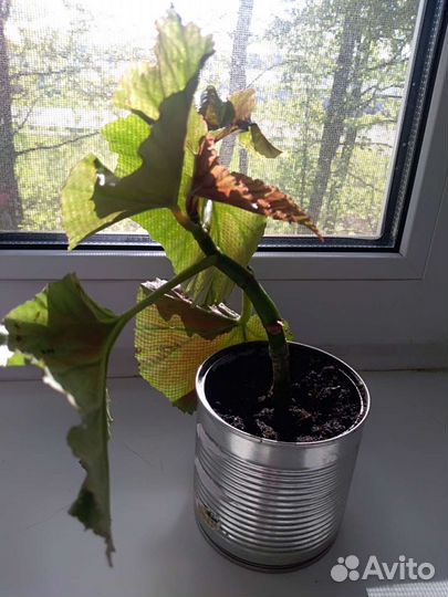 Королевская бегония