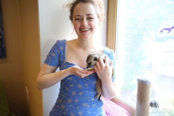 Малыши сурикат