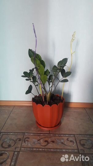 Замиокулькас