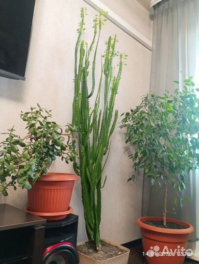 Молочай трехгранный