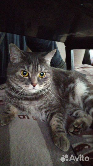 Шотландская кошка в дар