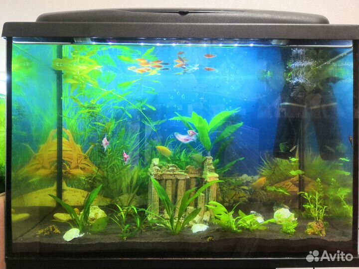 Аквариум 70л с тумбой и рыбками