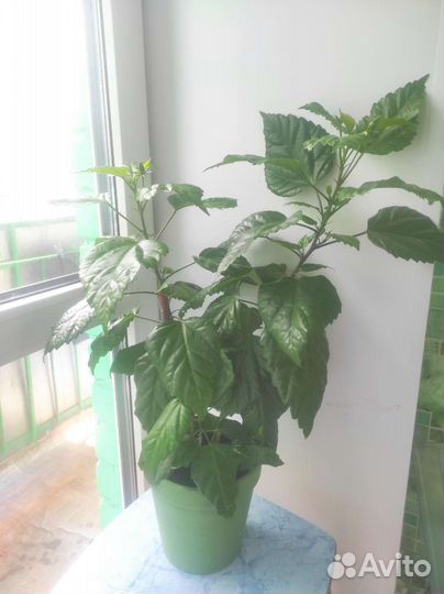 Гибискус большой 8 бутонов