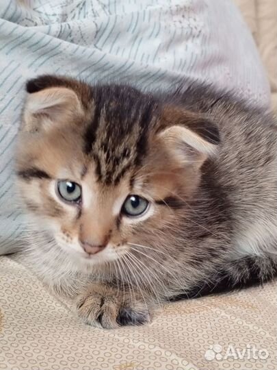 Отдам в добрые руки