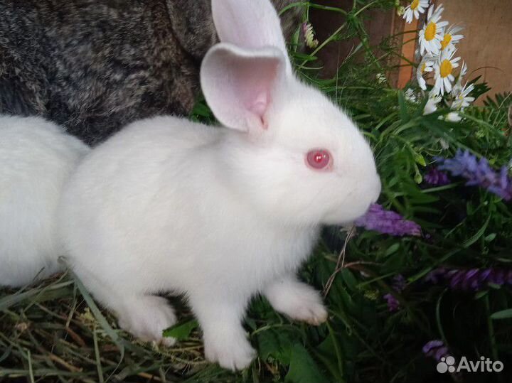 Калифорнийские кролики