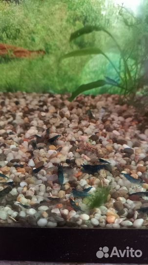 Аквариумные рыбки,и живой корм