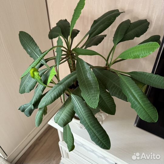 Молочай беложильчатый