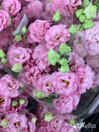 Эустома розовая букет