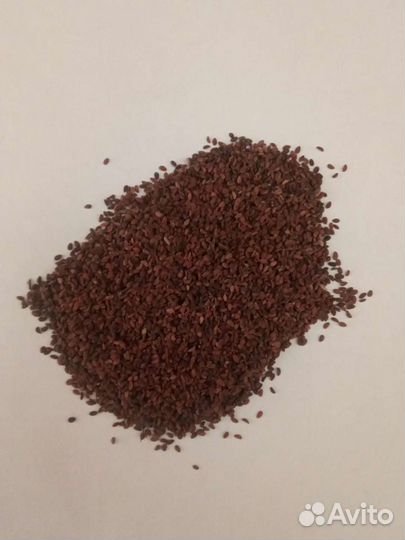 Семена фацелии