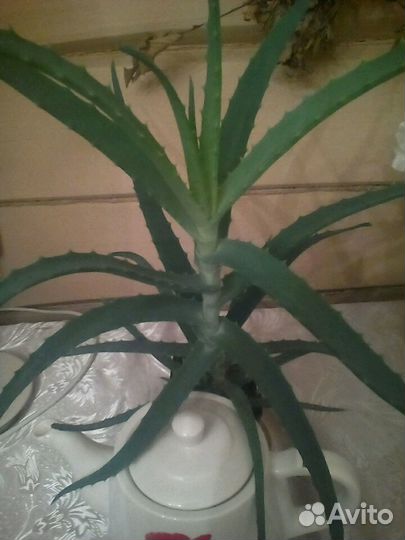 Алоэ, алоэ-вера, педилантус,фикус, лук лечебный