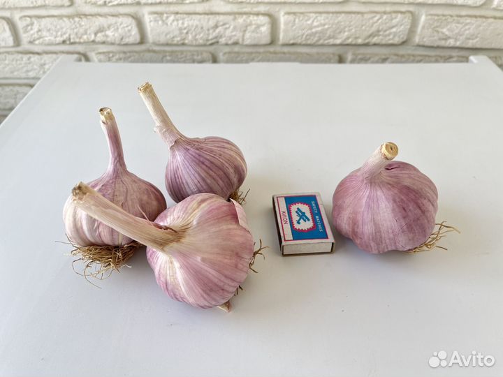 Чеснок Любаша на посадку