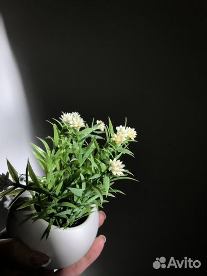 Фейка - трава в кашпо