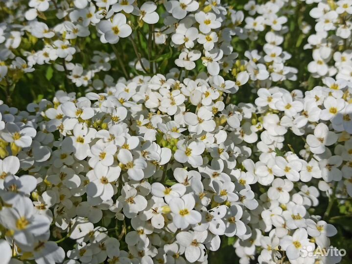 Гейхеры, арабис многолетний, седум Черри Траффл