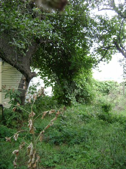 Участок 52 сот. (СНТ, ДНП)