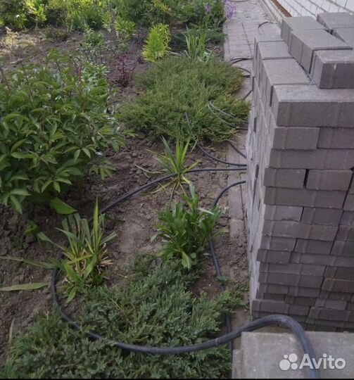 Можжевельник