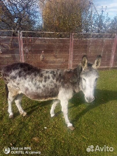 Продается ослица