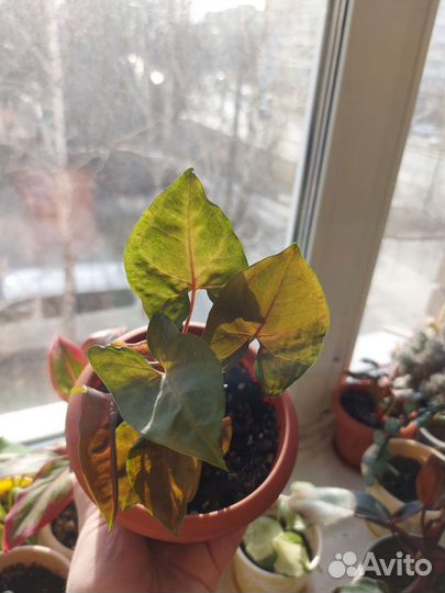 Сингониумы, сциндапсус, филодендрон миканс