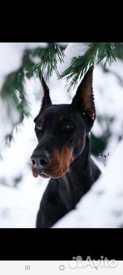 Щенки добермана девочки