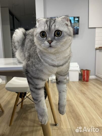 Вязка для кошки